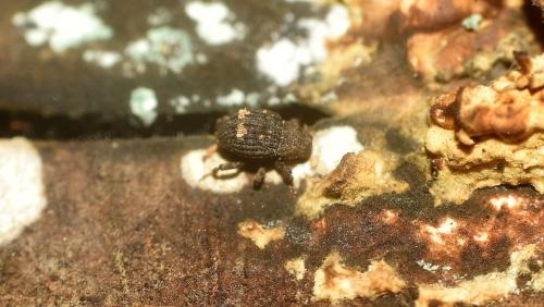 Echinodera hypocrita